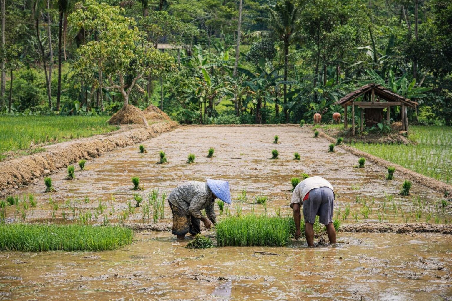 Landmænd i gang med manuel risplantning på en oversvømmet mark.